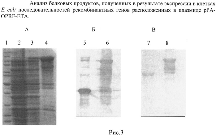 Рекомбинантная плазмидная днк ppa-oprf-eta, кодирующая синтез рекомбинантного белка oprf-eta pseudomonas aeruginosa, штамм escherichia coli pa-oprf-eta - продуцент рекомбинантного белка oprf-eta pseudomonas aeruginosa и способ получения рекомбинантного белка oprf-eta pseudomonas aeruginosa (патент 2529359)