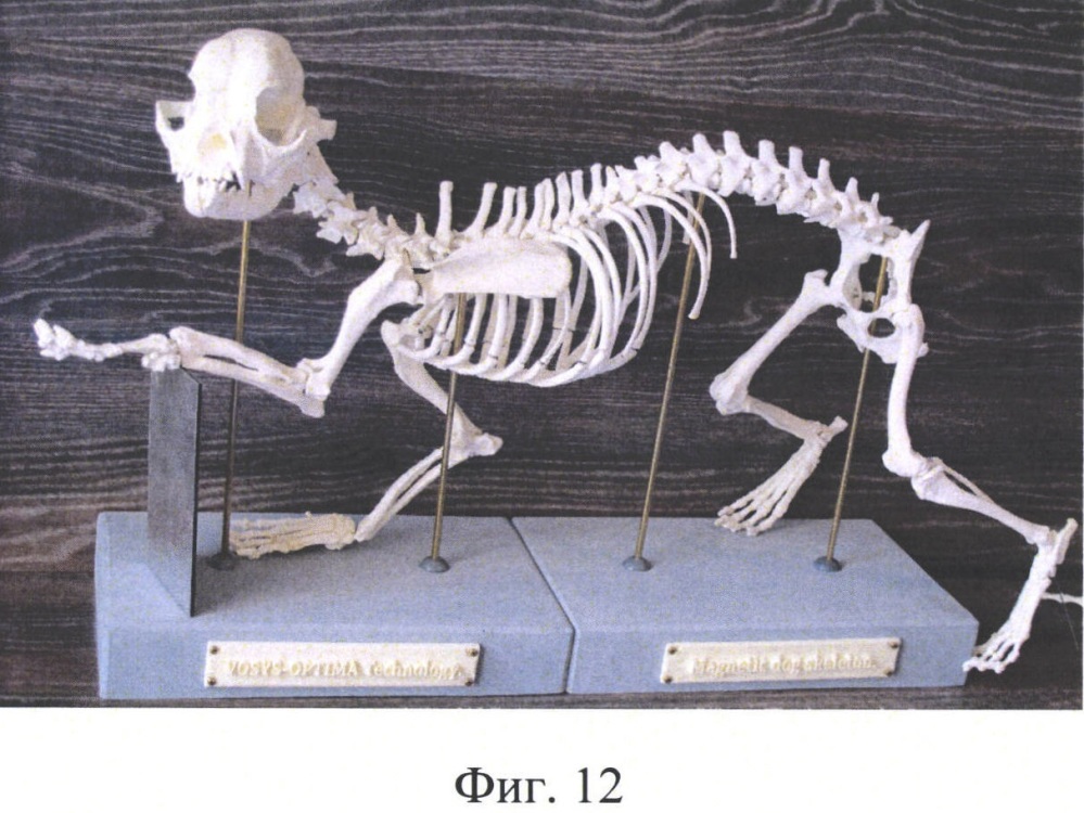Демонстрационная трехмерная модель скелета животного (патент 2664966)