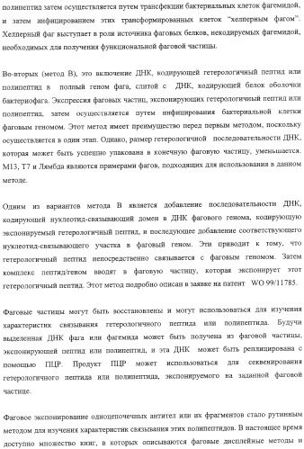 Экспонирование т-клеточных рецепторов (патент 2346004)