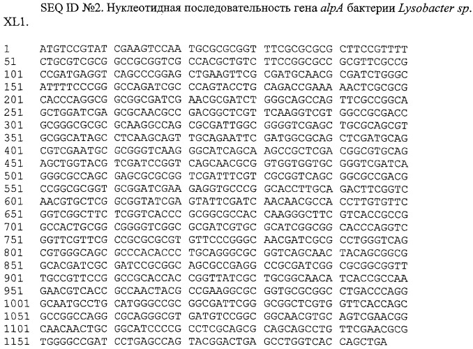 Литическая протеаза alpa бактерии lysobacter sp. xl1, фрагмент днк, кодирующий литическую протеазу alpa бактерии lysobacter sp. xl1, и способ получения литической протеазы alpa бактерии lysobacter sp. xl1 (патент 2407782)