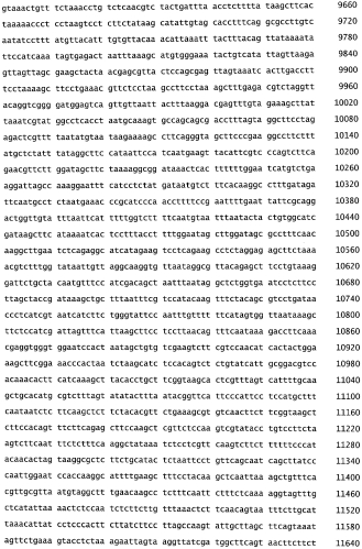 Бактериофаг, обладающий активностью против pseudomonas aeruginosa, белки бактериофага и способы их применения (патент 2580248)