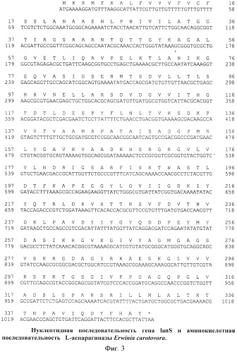 Рекомбинантная плазмидная днк pacyc-lans(km), штамм escherichia coli bl21(de3), трансформированный рекомбинантной днк pacyc-lans(km), и способ получения рекомбинантной l-аспарагиназы erwinia carotovora (патент 2441916)