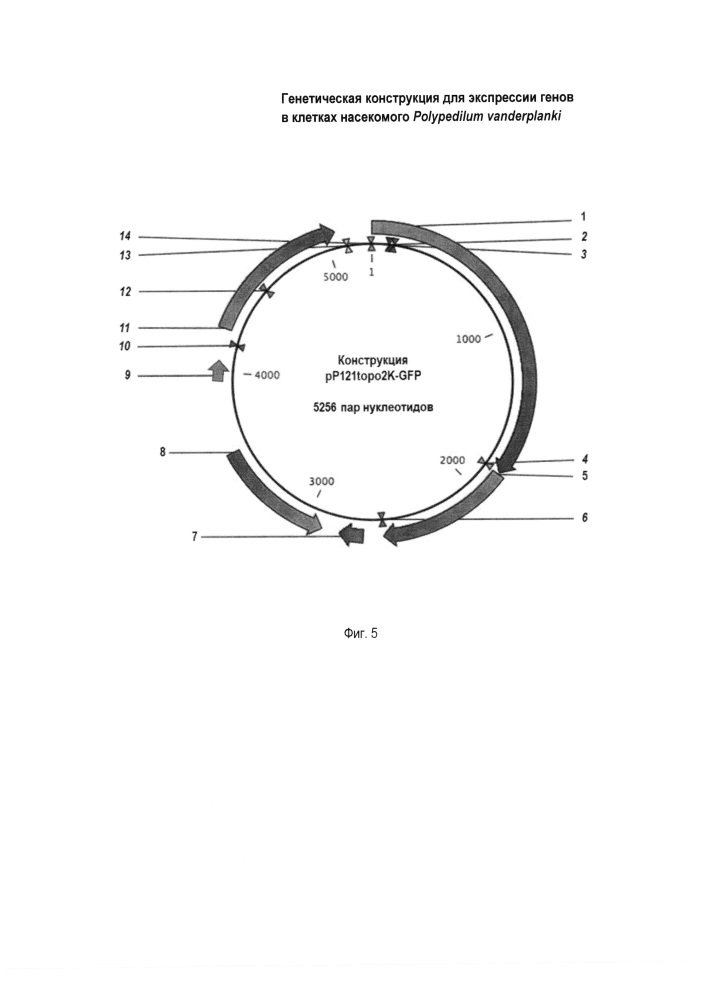Генетическая конструкция для экспрессии генов в клетках насекомого polypedilum vanderplanki (патент 2626590)