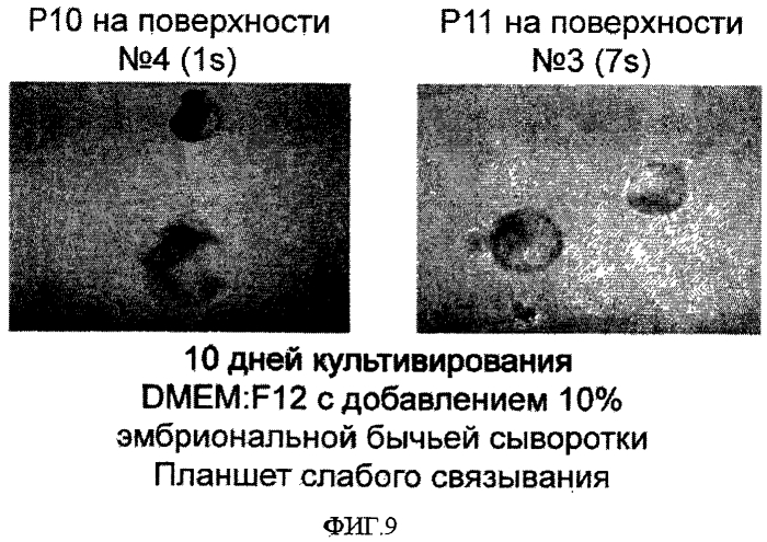 Способы, поверхностно-модифицированные носители и композиции для иммобилизации, культивирования и открепления клеток (патент 2551772)