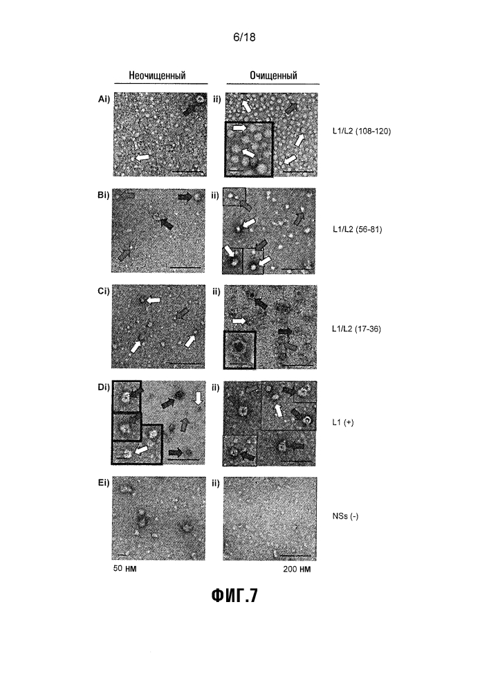 Химерная частица hpv (патент 2642287)