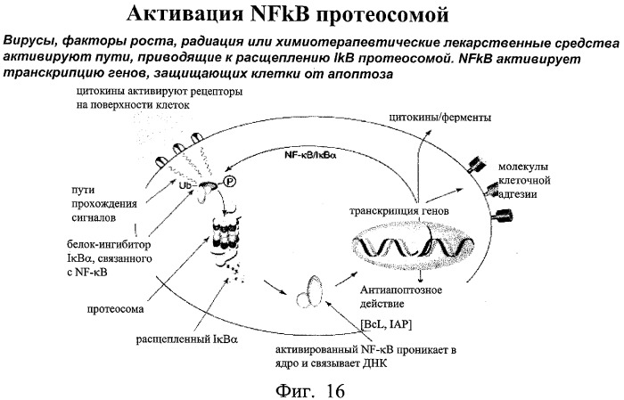 Способы и композиции для индукции апоптоза раковых клеток (патент 2379056)