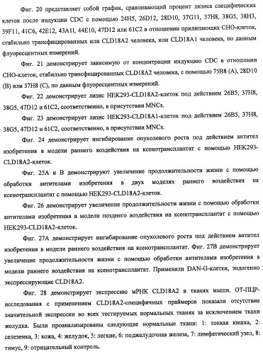Моноклональные антитела к клаудину-18 для лечения рака (патент 2445319)