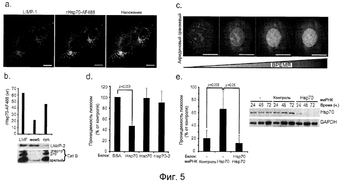 Применение hsp70 в качестве регулятора ферментативной активности (патент 2571946)