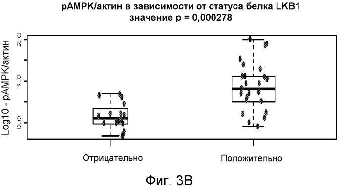 Идентификация мутации lkb1 в качестве прогностического биомаркера чувствительности к ингибиторам tor-киназы (патент 2565034)