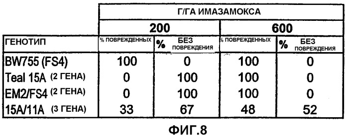 Растения пшеницы с повышенной устойчивостью к имидазолиноновым гербицидам (патент 2337532)