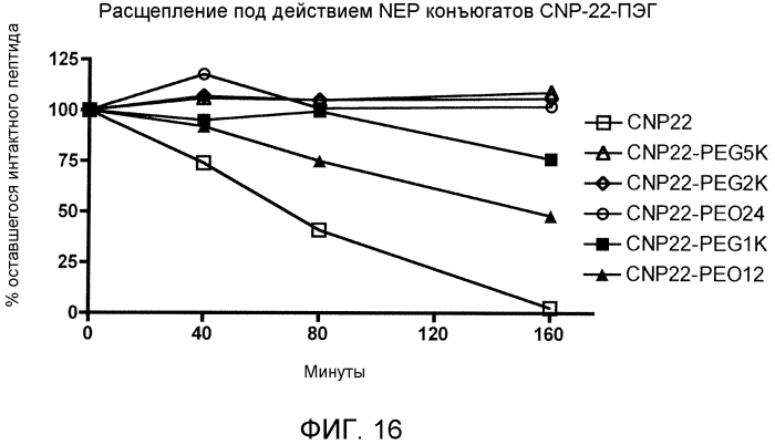 Варианты натрийуретического пептида с-типа (патент 2573911)