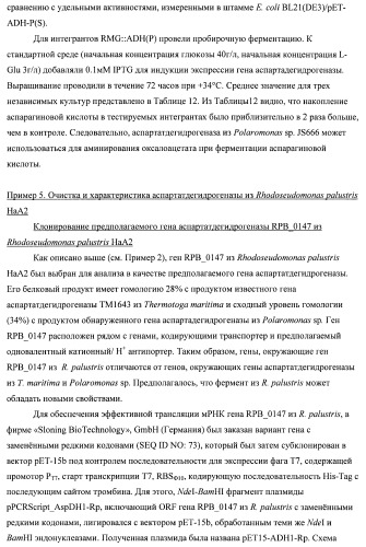 Бактерия семейства enterobacteriaceae - продуцент l-аспарагиновой кислоты или метаболитов, производных l-аспарагиновой кислоты, и способ получения l-аспарагиновой кислоты или метаблитов, производных l-аспарагиновой кислоты (патент 2472853)