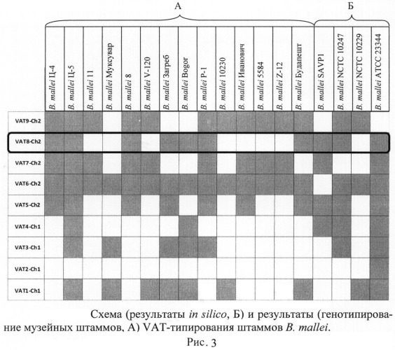 Олигонуклеотидные праймеры для генотипирования b. mallei методом полимеразной цепной реакции (патент 2474619)