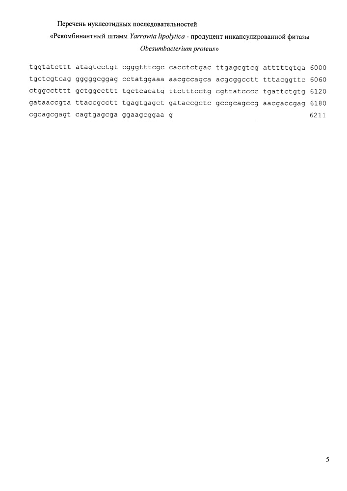 Рекомбинантный штамм yarrowia lipolytica - продуцент инкапсулированной фитазы obesumbacterium proteus (патент 2664476)