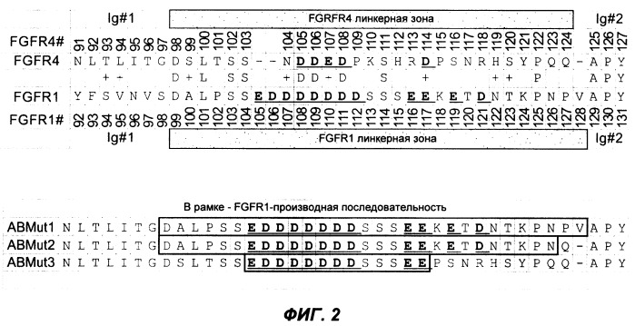 Мутеины кислотной зоны внеклеточного домена рецептора фактора роста фибробластов (патент 2509774)