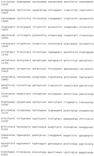 Иммортализованная клеточная линия птиц (патент 2475536)