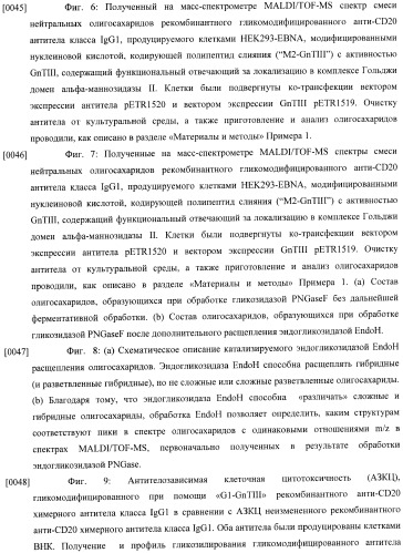 Конструкции слияния и их применение для получения антител с повышенными аффинностью связывания fc-рецептора и эффекторной функцией (патент 2407796)