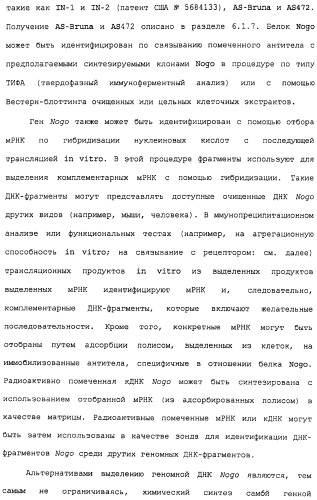 Поликлональное антитело против nogo, фармацевтическая композиция и применение антитела для изготовления лекарственного средства (патент 2432364)