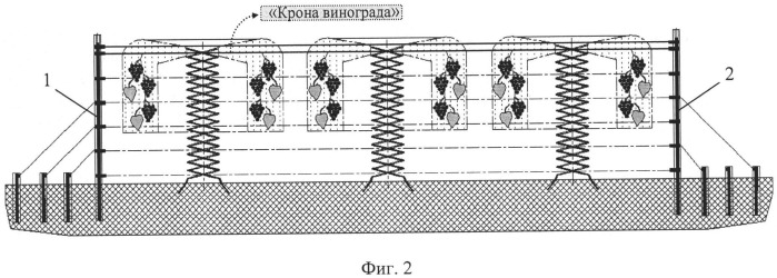 Способ формирования вертикально ориентированного спиралевидного ствола винограда на общей площади его посадки (вариант русской логики) (патент 2529746)