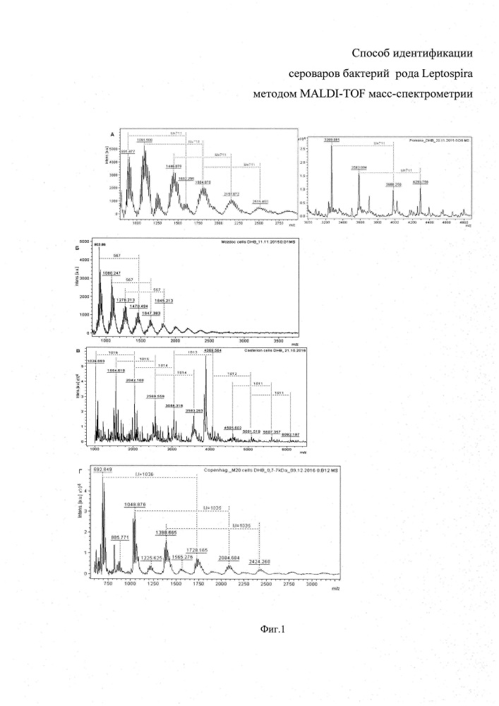 Способ идентификации сероваров бактерий рода leptospira методом maldi-tof масс-спектрометрии (патент 2661108)
