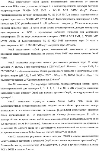 Способ расщепления полипептидов с использованием варианта протеазы оmpт (патент 2395582)