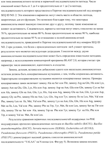 Способ получения аминокислот с использованием бактерии, принадлежащей к роду escherichia (патент 2396336)