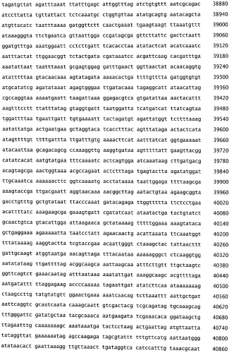 Бактериофаг, обладающий активностью против pseudomonas aeruginosa, белки бактериофага и способы их применения (патент 2580248)