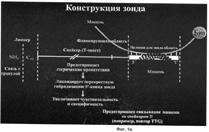 Зонд и набор (варианты) для детекции целевой нуклеиновой кислоты, спейсер, подходящий для присоединения к специфической к мишени последовательности зонда и способ детекции любого взаимодействия между зондом и целевой нуклеиновой кислотой (патент 2461626)