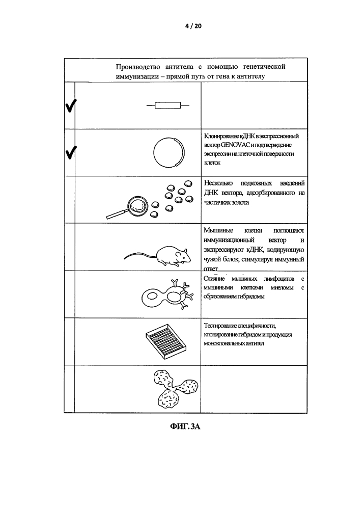 Антитело к аннексину а1 (патент 2596403)