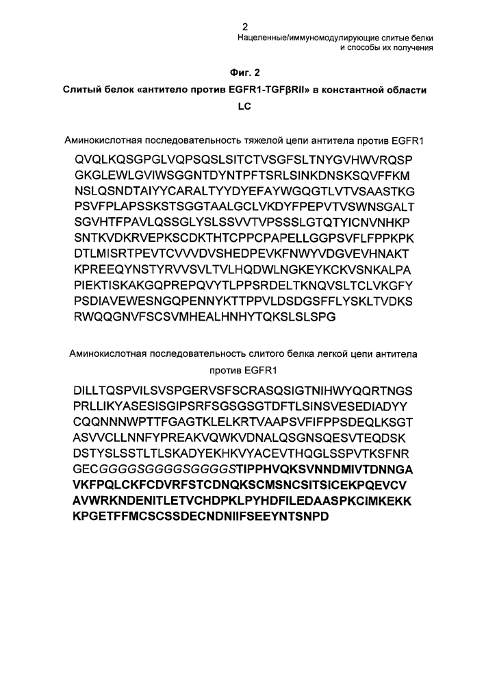 Нацеленные/иммуномодулирующие слитые белки и способы их получения (патент 2636342)