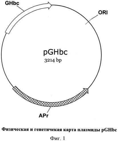 Рекомбинантная днк, кодирующая гибридный вакцинный белок ghbc для регуляции половой функции у животных, состоящий из нуклеокапсидного белка вируса гепатита в человека слитого с гонадолиберином (патент 2521652)