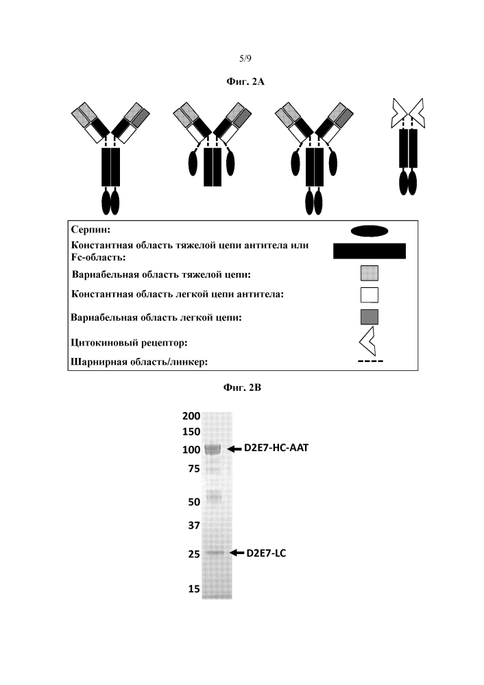 Слитые серпиновые полипептиды и способы их применения (патент 2642310)