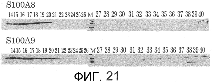 Способ сбора функциональных клеток in vivo с высокой эффективностью (патент 2571230)