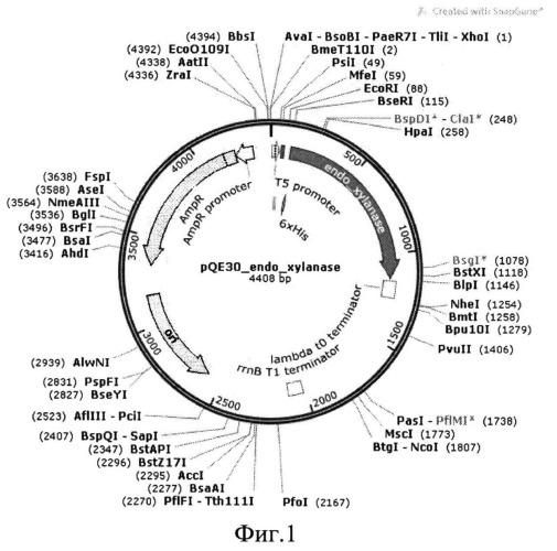 Штамм бактерии esherichia coli ex pqe30, продуцент эндоксиланазы бактерии geobacillus stearothermophillus 22 (патент 2542486)