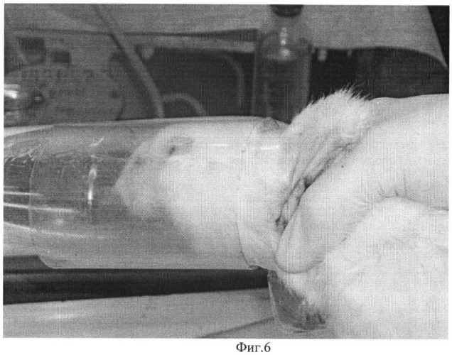 Устройство для фиксации мелких лабораторных животных (патент 2461368)
