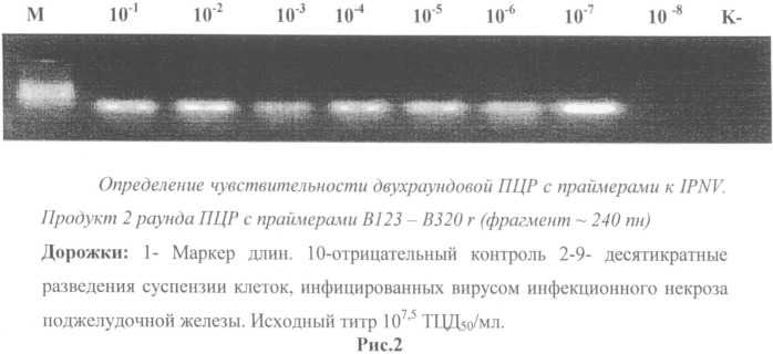 Способ диагностики вируса инфекционного некроза поджелудочной железы лососевых методом полимеразной цепной реакции (патент 2508547)