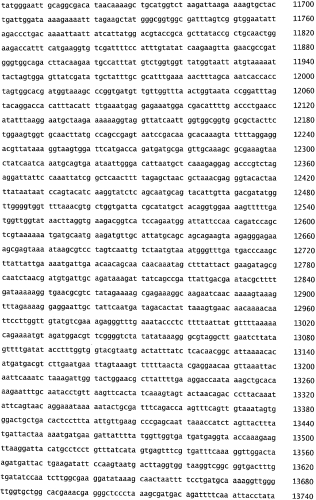 Бактериофаг, обладающий активностью против pseudomonas aeruginosa, белки бактериофага и способы их применения (патент 2580248)