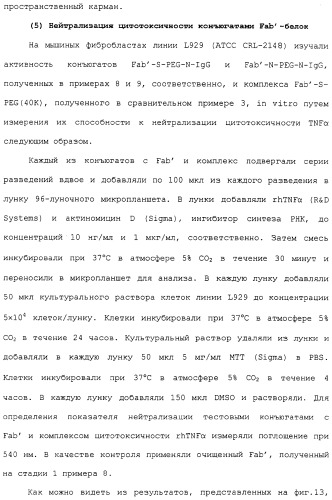 Физиологически активный полипептидный конъюгат, обладающий пролонгированным периодом полувыведения in vivo (патент 2312868)