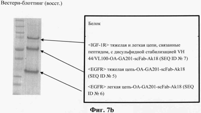 Биспецифические антитела (патент 2573588)