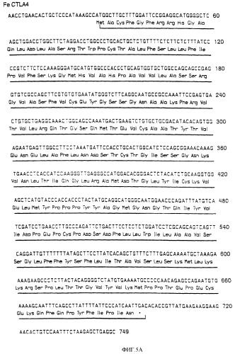 Нуклеиновые кислоты, кодирующие рецептор ctla-4 кошки, вектор, клетки-хозяева, вакцины, олигонуклеотиды, полипептиды ctla-4 кошки и способы индукции и подавления иммунного ответа у кошки (патент 2377302)