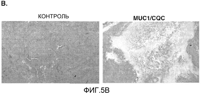 Пептиды цитоплазматического домена белка muc-1 в качестве ингибиторов раковых заболеваний (патент 2539832)