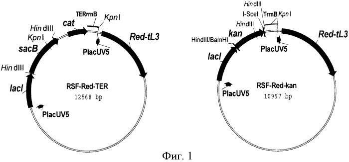 Способ конструирования рекомбинантных бактерий, принадлежащих к роду pantoea, и способ продукции l-аминокислот с использованием бактерий, принадлежащих к роду pantoea (патент 2418069)