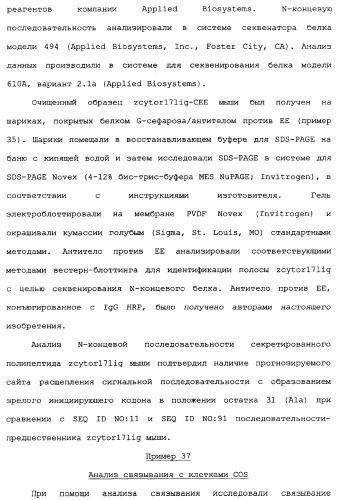 Новый лиганд рецептора цитокина zcytor17 (патент 2360923)