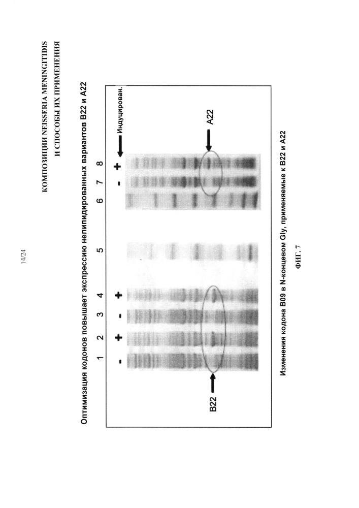 Композиции neisseria meningitidis и способы их применения (патент 2665841)