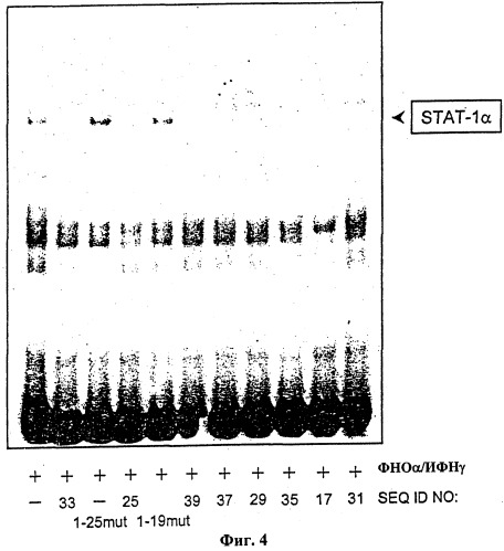 Модуляция экспрессии stat-1-зависимых генов (патент 2311456)