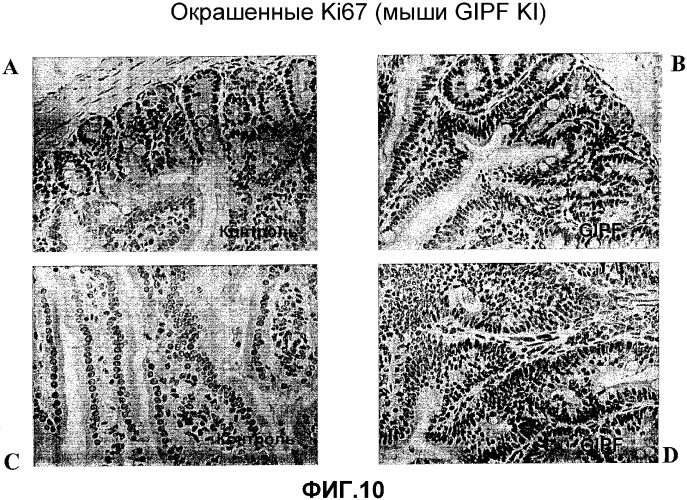 Желудочно-кишечный пролиферативный фактор и его применения (патент 2343158)