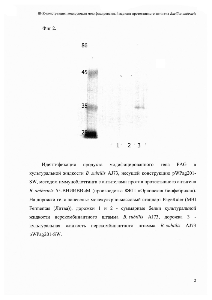 Днк-конструкция, кодирующая модифицированный вариант протективного антигена bacillus anthracis (патент 2622085)