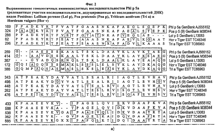 Производные phi p 5а, обладающие сниженной аллергенностью и сохраненной т-клеточной реактивностью (патент 2368620)