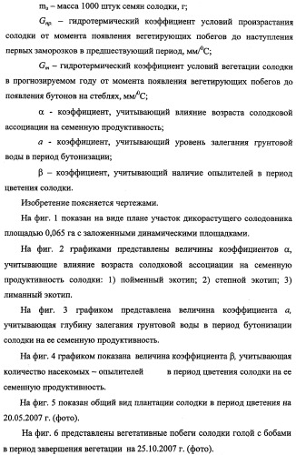 Способ прогнозирования семенной продуктивности солодки голой и солодки уральской сухостепного, лиманного и пойменного экотипов (патент 2360403)