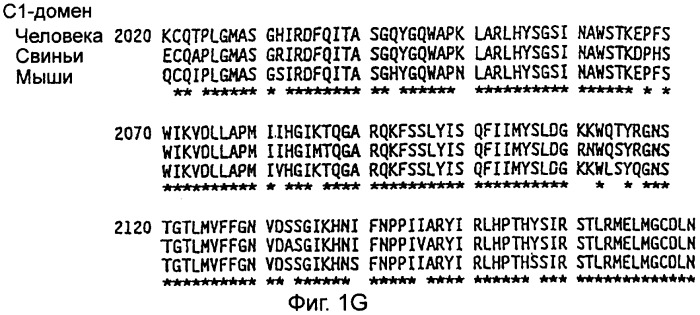 Рекомбинантная молекула днк, кодирующая модифицированный свиной фактор viii (pol 1212), экспрессирующие векторы, модифицированный свиной фактор viii, терапевтическая композиция, способы получения белка модифицированного свиного фактора viii (варианты) и линии клеток (варианты) (патент 2285724)